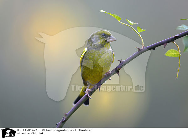 sitzender Grnfink / sitting Greenfinch / FH-01471