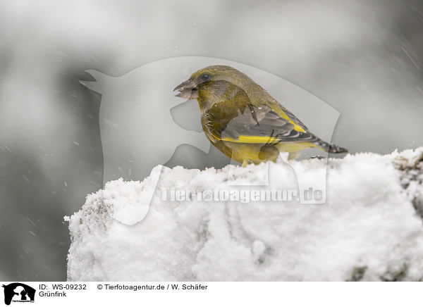 Grnfink / European greenfinch / WS-09232