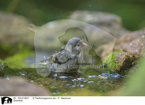 Grnfink / European greenfinch / FH-01827