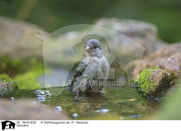 Grnfink / European greenfinch / FH-01828