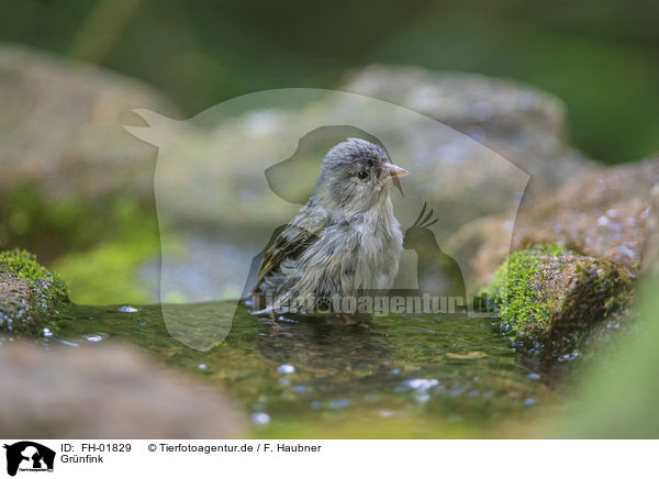 Grnfink / European greenfinch / FH-01829