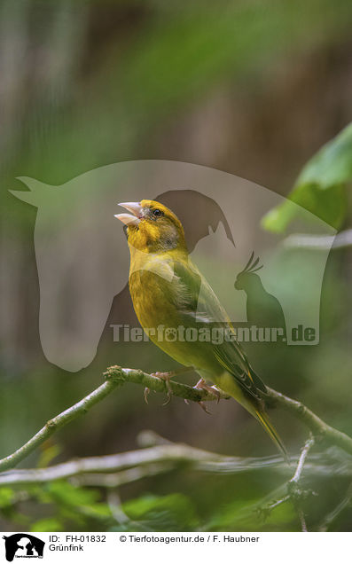 Grnfink / European greenfinch / FH-01832