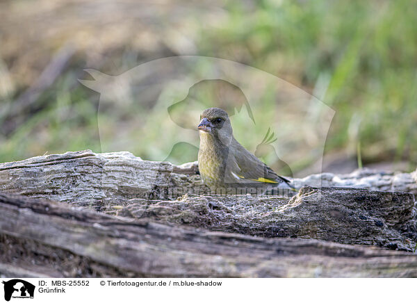 Grnfink / common greenfinch / MBS-25552