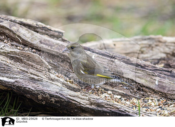 Grnfink / common greenfinch / MBS-25628