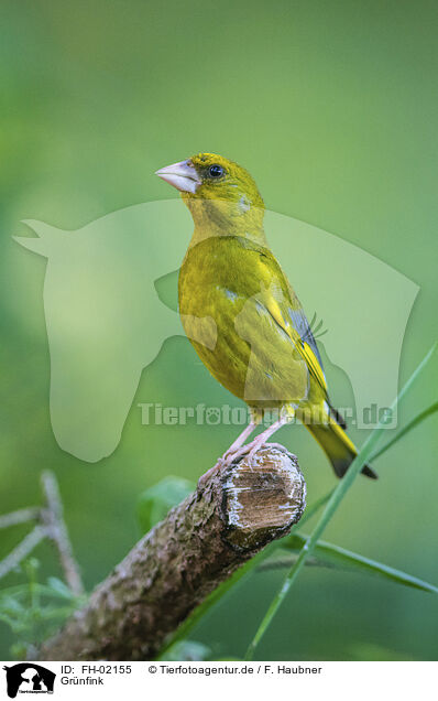 Grnfink / European greenfinch / FH-02155