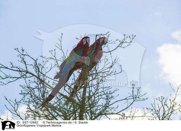 Grnflgelara Vogelpark Marlow / crimson macaw Bird Park Marlow / SST-12882