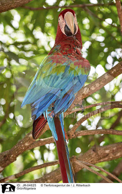 Grnflgelara / Green-winged Macaw / JR-04625