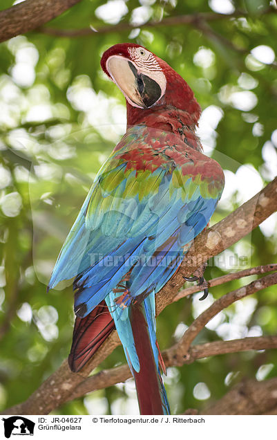 Grnflgelara / Green-winged Macaw / JR-04627