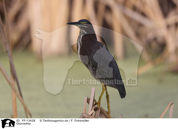 Grnreiher / Green Heron / FF-13428