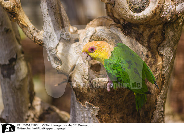 Grnschenkel-Rostkappenpapagei / white-bellied caique / PW-15193