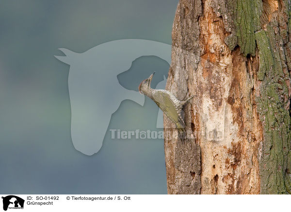 Grnspecht / green woodpecker / SO-01492