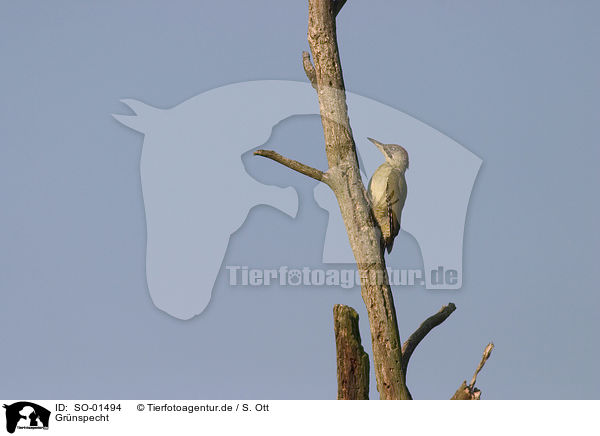 Grnspecht / green woodpecker / SO-01494
