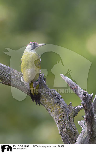 Grnspecht / green woodpecker / SO-01739