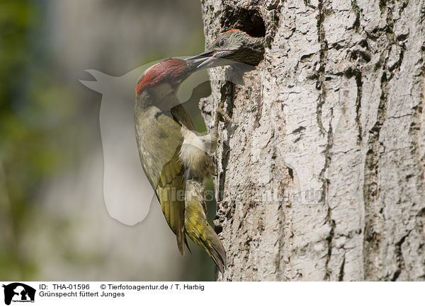 Grnspecht fttert Junges / nickle feeds fledgling / THA-01596