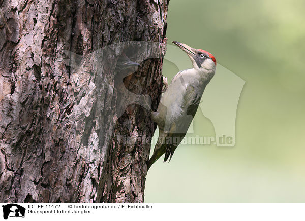 Grnspecht fttert Jungtier / Green woodpecker feeds young bird / FF-11472