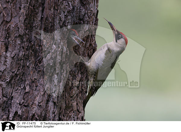Grnspecht fttert Jungtier / Green woodpecker feeds young bird / FF-11475
