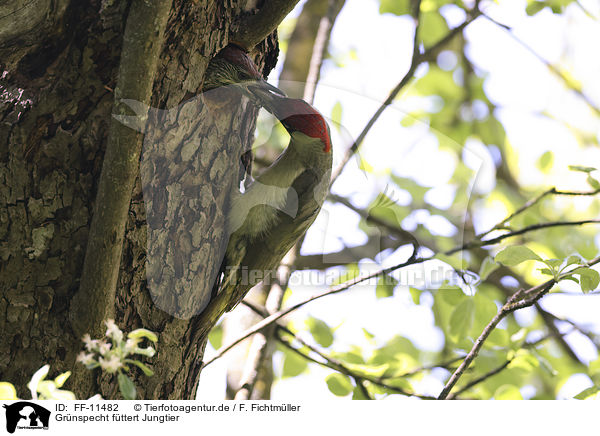 Grnspecht fttert Jungtier / Green woodpecker feeds young bird / FF-11482