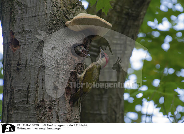 Grnspecht versorgt Jungvogel / Green woodpecker cares for young bird / THA-08820