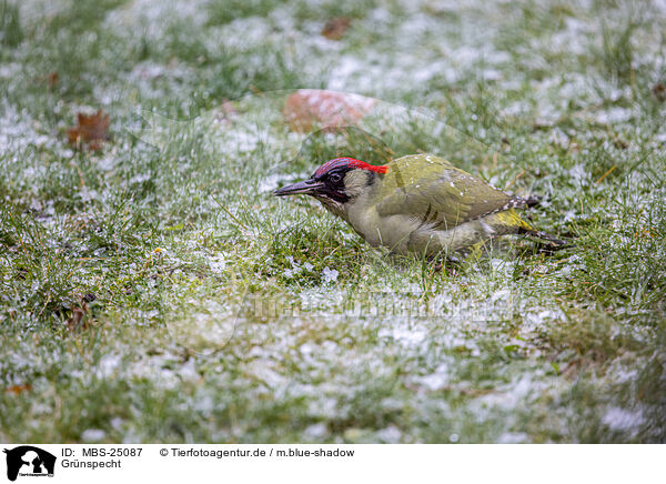 Grnspecht / Eurasian green woodpecker / MBS-25087