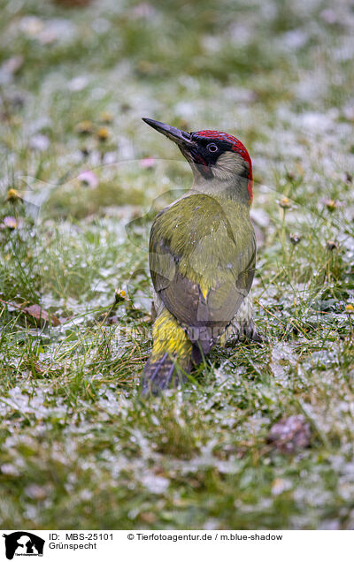 Grnspecht / Eurasian green woodpecker / MBS-25101