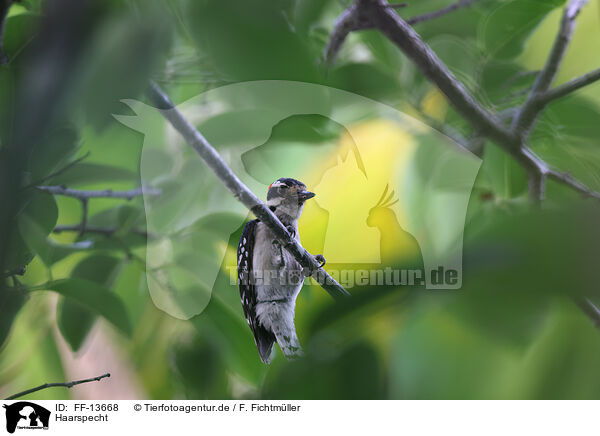 Haarspecht / hairy woodpecker / FF-13668