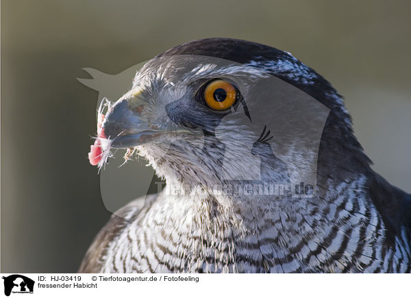 fressender Habicht / eating goshawk / HJ-03419