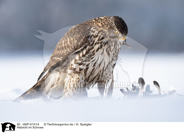 Habicht im Schnee / Goshawk in snow / HSP-01014