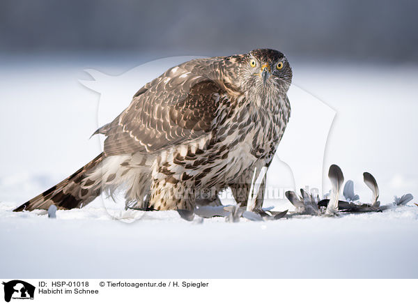 Habicht im Schnee / Goshawk in snow / HSP-01018