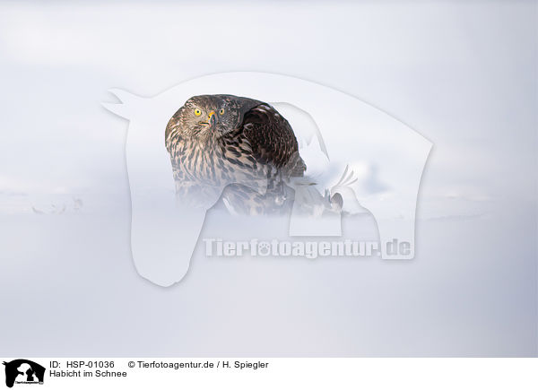 Habicht im Schnee / Goshawk in snow / HSP-01036