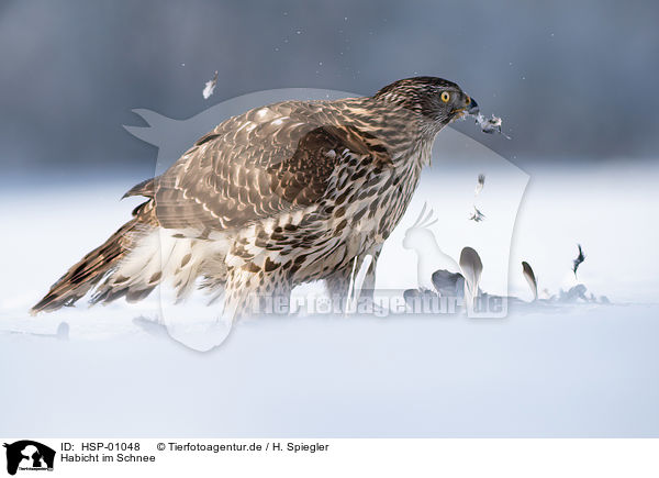 Habicht im Schnee / Goshawk in snow / HSP-01048