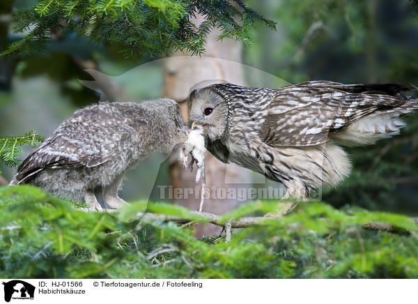 Habichtskuze / Ural Owls / HJ-01566