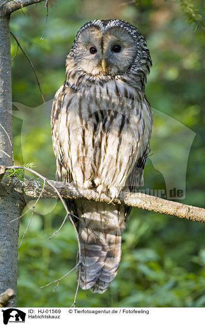 Habichtskauz / Ural Owl / HJ-01569