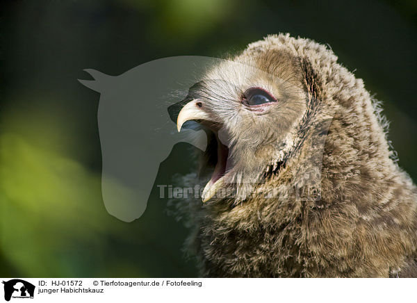 junger Habichtskauz / young ural owl / HJ-01572