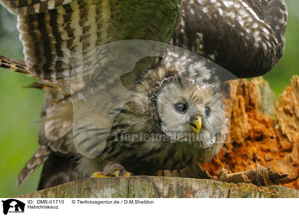 Habichtskauz / Ural owl / DMS-01710