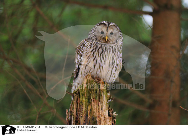 Habichtskauz / Ural owl / DMS-01734