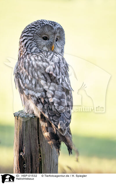 Habichtskauz / Ural owl / HSP-01532