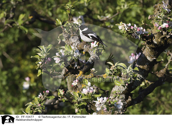 Halsbandschnpper / collared flycatcher / FF-10477