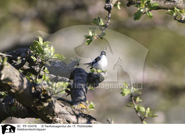 Halsbandschnpper / collared flycatcher / FF-10478