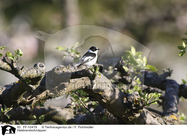 Halsbandschnpper / collared flycatcher / FF-10479