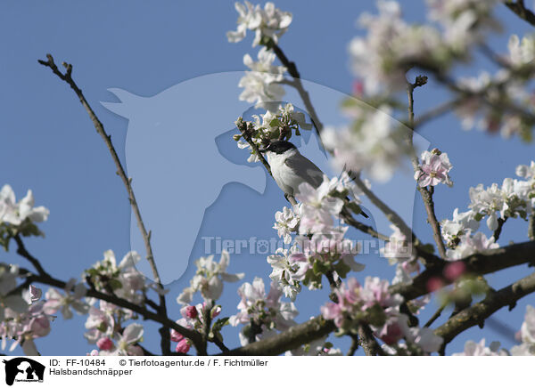 Halsbandschnpper / collared flycatcher / FF-10484