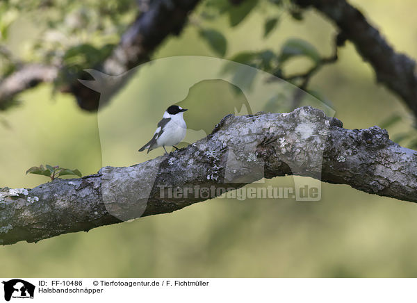 Halsbandschnpper / collared flycatcher / FF-10486