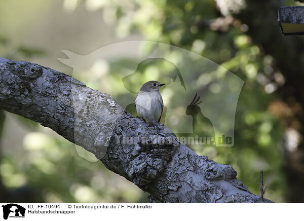 Halsbandschnpper / collared flycatcher / FF-10494