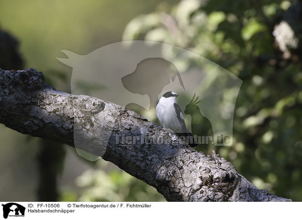 Halsbandschnpper / collared flycatcher / FF-10506