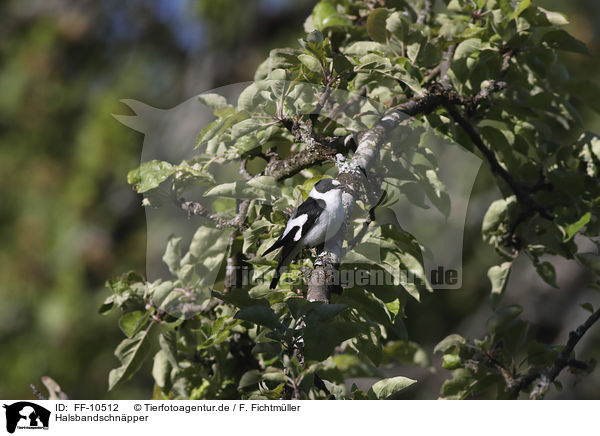 Halsbandschnpper / collared flycatcher / FF-10512