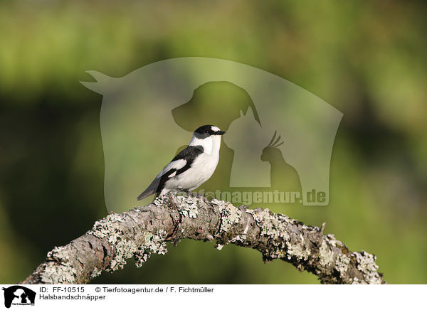 Halsbandschnpper / collared flycatcher / FF-10515