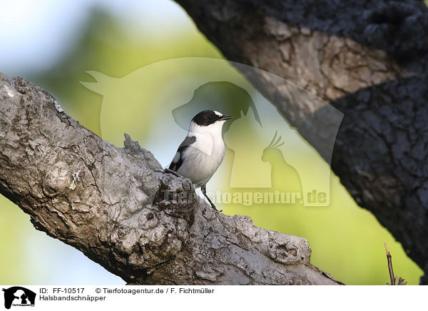 Halsbandschnpper / collared flycatcher / FF-10517