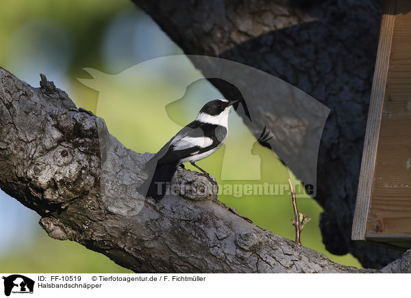 Halsbandschnpper / collared flycatcher / FF-10519