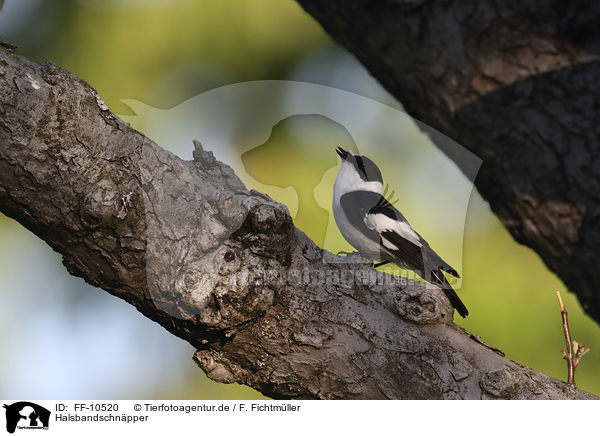 Halsbandschnpper / collared flycatcher / FF-10520