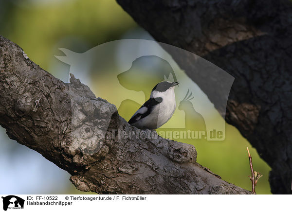 Halsbandschnpper / collared flycatcher / FF-10522