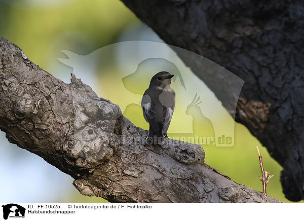 Halsbandschnpper / collared flycatcher / FF-10525